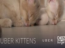 Uber Delivers Kittens on National Cat Day: Here's What You Need to Know Uber Delivers Kittens on National Cat Day: Here's What You Need to Know