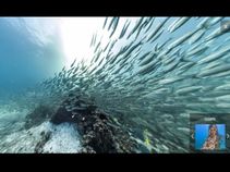 ಸಾಗರ ತಳದ ರಹಸ್ಯ ಬಿಚ್ಚಿಟ್ಟ ಗೂಗಲ್ ಸ್ಟ್ರೀಟ್ ವ್ಯೂ ಕ್ಯಾಮೆರಾ