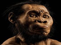 ದಕ್ಷಿಣ ಆಫ್ರಿಕಾದಲ್ಲಿ ಕಂಡುಬಂದ ಮಾನವ ಕುಟುಂಬದ ಹೊಸ ಸದಸ್ಯರು