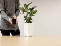 'ಬಯೋಲೈಟ್' ಸಸ್ಯವೇ ನಿಮ್ಮ ಫೋನ್ ಚಾರ್ಜ್ ಮಾಡುತ್ತದೆ