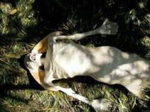 ಇಂಟರ್ನೆಟ್ ವೈರಲ್ ಆದ ವಿಶ್ವದ ಟಾಪ್ ಚರ್ಚಿತ ಸುದ್ದಿಗಳು