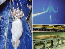 ಸಮುದ್ರದಾಳದಲ್ಲಿ ಪತ್ತೆಯಾಯಿತು ಭೀಕರ ದೈತ್ಯ ಜೀವಿ!!!