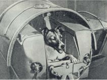 ಬಾಹ್ಯಾಕಾಶಕ್ಕೆ ಪ್ರಯಾಣ ಬೆಳೆಸಿ ಇತಿಹಾಸ ಸೃಷ್ಟಿಸಿದ ನಾಯಿ