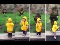 ಮಗುವಿನ ಮೇಲೆ ಎರಗಿದ ಸಿಂಹ ಮುಂದೇನಾಯಿತು? ವೀಡಿಯೊ ವೈರಲ್