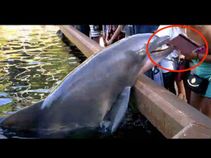 ಐಪ್ಯಾಡ್‌ನಲ್ಲಿ ಫೋಟೋ ಕ್ಲಿಕ್ಕಿಸೋದು ಡಾಲ್ಫಿನ್‌ಗೂ ಗೊತ್ತು, ವೀಡಿಯೊ ವೈರಲ್