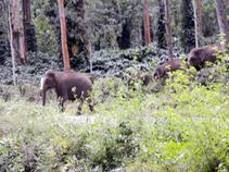 ಕೇವಲ 2000 ರೂ.ಗೆ ಕೃಷಿ ಬೆಳೆಕಾಯುವ ಯಂತ್ರ!..ರೈತರಿಗಾಗಿ IIT ವಿಧ್ಯಾರ್ಥಿಗಳ ಸಾಧನೆ!!