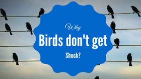 ಹಕ್ಕಿಗಳಿಗೇಕೆ ವಿದ್ಯುತ್ ಶಾಕ್ ಹೊಡೆಯುವುದಿಲ್ಲ ಗೊತ್ತಾ?!