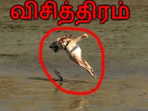 சொதப்பினாலும் உங்களை 'சிரிக்க' வைக்கும் புகைப்படங்கள்!! சொதப்பினாலும் உங்களை 'சிரிக்க' வைக்கும் புகைப்படங்கள்!!