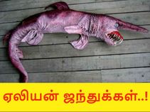விசித்திரம் : பூமி கிரகத்தின் ஏலியன் ஜந்துக்கள்..! விசித்திரம் : பூமி கிரகத்தின் ஏலியன் ஜந்துக்கள்..!