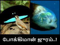 போக்கிமான் ஜுரம் : போக்கிமான் போலவே இருக்கும் நிஜ உயிரினங்கள்..! போக்கிமான் ஜுரம் : போக்கிமான் போலவே இருக்கும் நிஜ உயிரினங்கள்..!