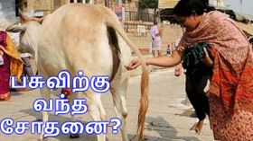 இதென்னடா பசுவிற்கு வந்த சோதனை? மூத்திரத்தால் ஆராய்ச்சியாளர்கள் ஆத்திரம்!