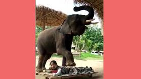 யானை மசாஜ் செய்து பார்த்திருக்கிறீர்களா? இங்க பாருங்க.! இணையத்தில் வைரல்.! யானை மசாஜ் செய்து பார்த்திருக்கிறீர்களா? இங்க பாருங்க.! இணையத்தில் வைரல்.!