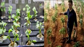 NASA விண்வெளியில் வளர்த்த முள்ளங்கிகள் அறுவடைக்கு ரெடி.. அடுத்து செவ்வாயில் தான் அறுவடையா?