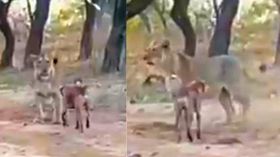 சிங்கத்தை விரட்டி சண்டையிட்ட தெருநாய்.. இணையத்தை கலக்கும் வைரல் வீடியோ.. சிங்கத்தை விரட்டி சண்டையிட்ட தெருநாய்.. இணையத்தை கலக்கும் வைரல் வீடியோ..