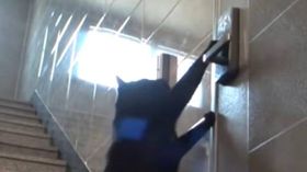 எங்க தலைக்கு எவ்வளவு தில்லு பாத்தியா? புத்திசாலித்தனமான பூனை செய்த காரியம் இதுதான்.! எங்க தலைக்கு எவ்வளவு தில்லு பாத்தியா? புத்திசாலித்தனமான பூனை செய்த காரியம் இதுதான்.!