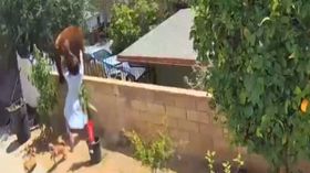 கரடியே பயந்துவிட்டது போ: செல்ல பிராணிகளை காப்பாற்றிய வீரமங்கை.! வைரல்.! கரடியே பயந்துவிட்டது போ: செல்ல பிராணிகளை காப்பாற்றிய வீரமங்கை.! வைரல்.!