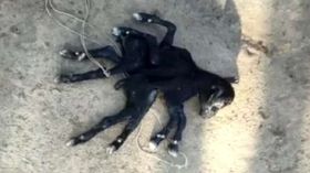 2 இடுப்பு.. 8 கால்களுடன் பிறந்த வினோதமான ஆட்டுக்குட்டி.. இறுதியில் என்ன ஆச்சு தெரியுமா? 2 இடுப்பு.. 8 கால்களுடன் பிறந்த வினோதமான ஆட்டுக்குட்டி.. இறுதியில் என்ன ஆச்சு தெரியுமா?