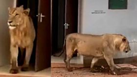 பொது கழிவறையில் இருந்து வெளிவந்த சிங்கம்.. குவியும் பாராட்டுக்கள்.. வனராசாவுக்கு என்ன அவசரமோ? பொது கழிவறையில் இருந்து வெளிவந்த சிங்கம்.. குவியும் பாராட்டுக்கள்.. வனராசாவுக்கு என்ன அவசரமோ?