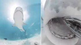 கேமராவை முழுங்கிய டைகர் சுறாமீன்: இணையத்தில் வைரலாகும் வீடியோ.!