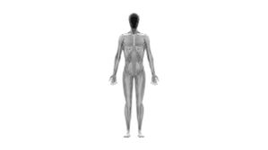 Meet Clone Robotics' Protoclone V1: The World’s First Bipedal Musculoskeletal Android Sparks Debate