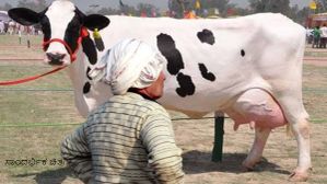 Online scam: ಆನ್‌ಲೈನ್‌ನಲ್ಲಿ ಅಫರ್ ಬೆಲೆಗೆ ಹಸುಗಳ ಮಾರಾಟ! ಅನ್ನದಾತನಿಗೆ ಮಹಾ ಮೋಸ