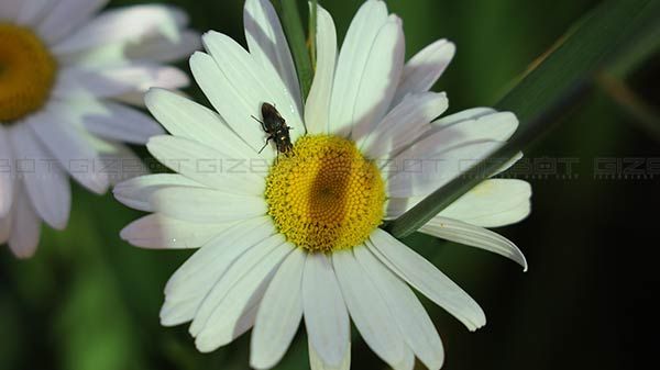 Delight For Macro Photography Delight For Macro Photography