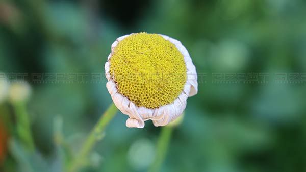 Excellent Autofocus Excellent Autofocus