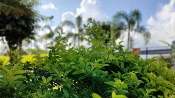 Realme X2 Pro Portrait Photography Realme X2 Pro Portrait Photography