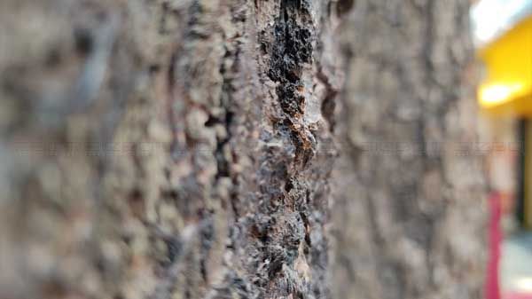 Redmi Note 9 Pro: Macro Lens Performance Redmi Note 9 Pro: Macro Lens Performance
