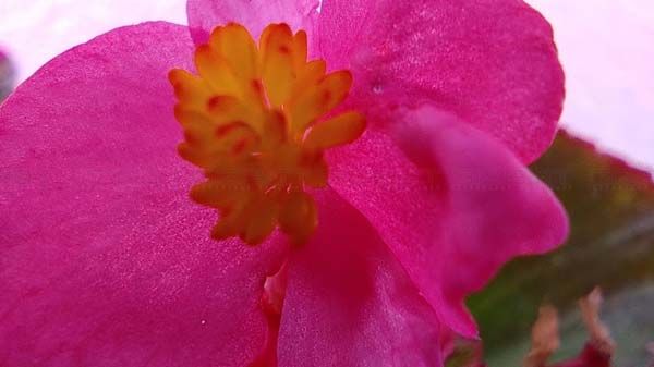 Redmi Note 9 Pro Max: Macro And Depth Duo Redmi Note 9 Pro Max: Macro And Depth Duo