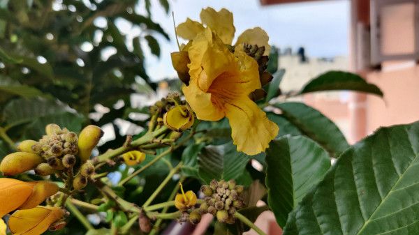 48MP Primary Camera Performs Well 48MP Primary Camera Performs Well
