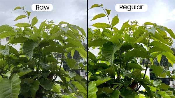 Should You Capture RAW Images On iPhone 12 Pro? Should You Capture RAW Images On iPhone 12 Pro?