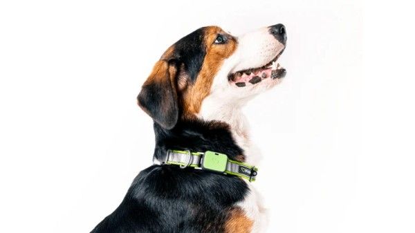 Whistle Go Explore Smart Tracker Whistle Go Explore Smart Tracker