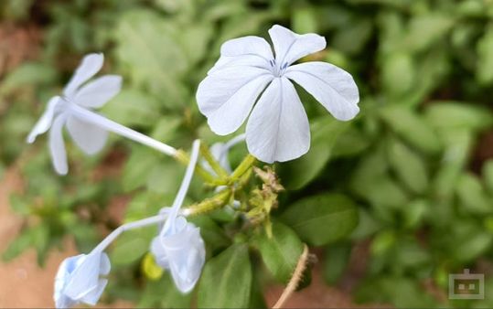 OnePlus Nord CE 2 5G Review: Cameras OnePlus Nord CE 2 5G Review: Cameras