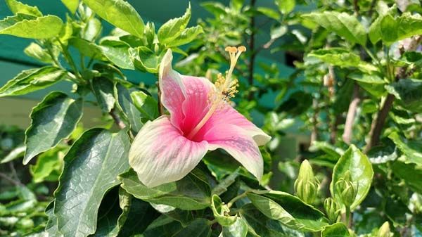Oppo F21 Pro 5G Review: Cameras Oppo F21 Pro 5G Review: Cameras