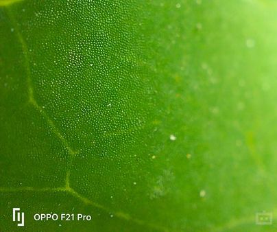 microlens on the Oppo F21 Pro microlens on the Oppo F21 Pro