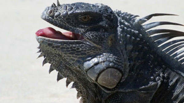  રીઅર આઈગ્યુના ભોજન પછી દંપતિની ધરપકડ