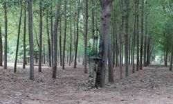 कला के जादू से गायब हो जाते हैं ये जनाब 