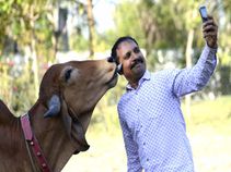 सेल्फी विद गौमाता कॉन्टेस्ट शुरू, भाग लेने के लिए अभी डाउनलोड करें ये ऐप