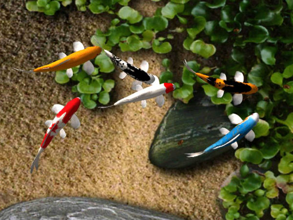 Koi free live wallpaper Koi free live wallpaper