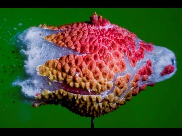 हाईस्‍पीड कैमरे से ली गई फोटोग्राफ 