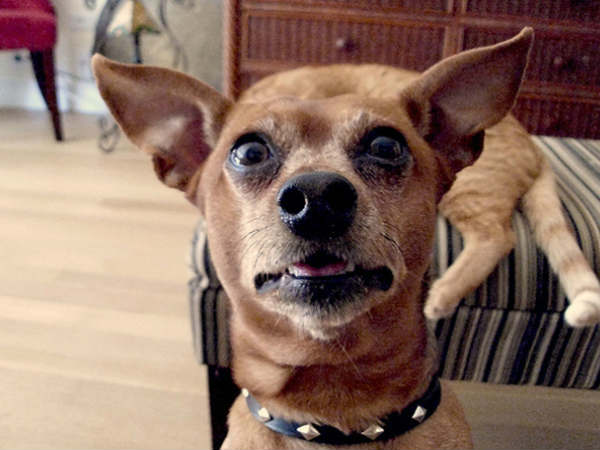 फोटोबॉम्‍बिंग