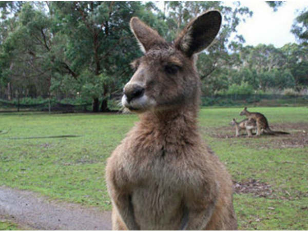 फोटोबॉम्‍बिंग