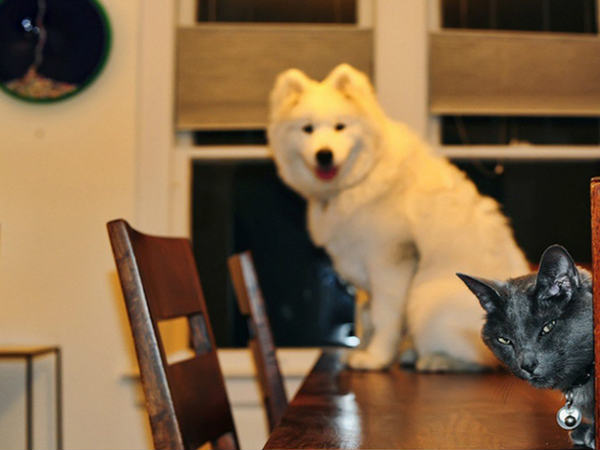 फोटोबॉम्‍बिंग