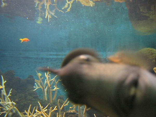 फोटोबॉम्‍बिंग