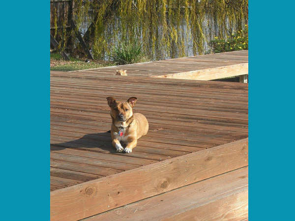 फोटोबॉम्‍बिंग