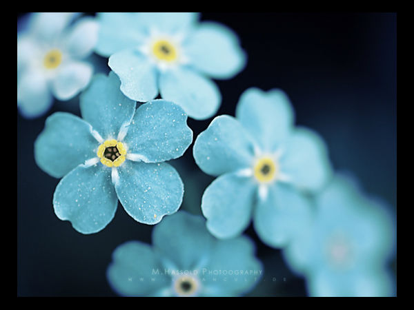 Download Beautiful Flowers Wallpapers  