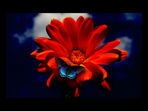 Download Beautiful Flowers Wallpapers  