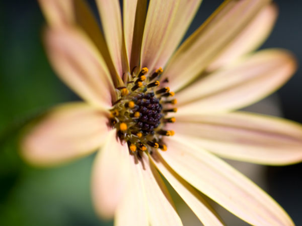 Download Beautiful Flowers Wallpapers  