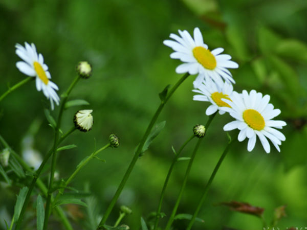 Download Beautiful Flowers Wallpapers  